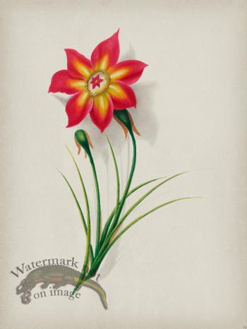 Andean Botanicals 019